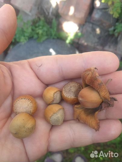 Саженцы фундука