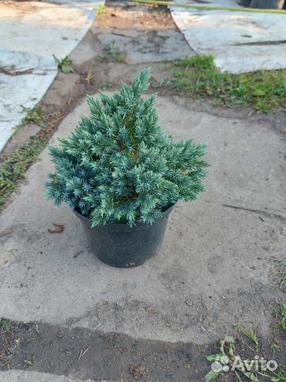 Можжевельник чешуйчатый Блю Стар