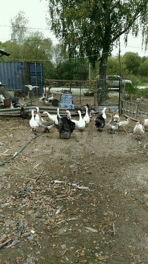 Участок 17 сот. (ИЖС)