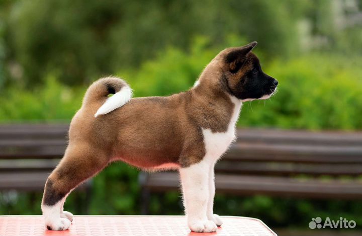 Щенки американской акиты