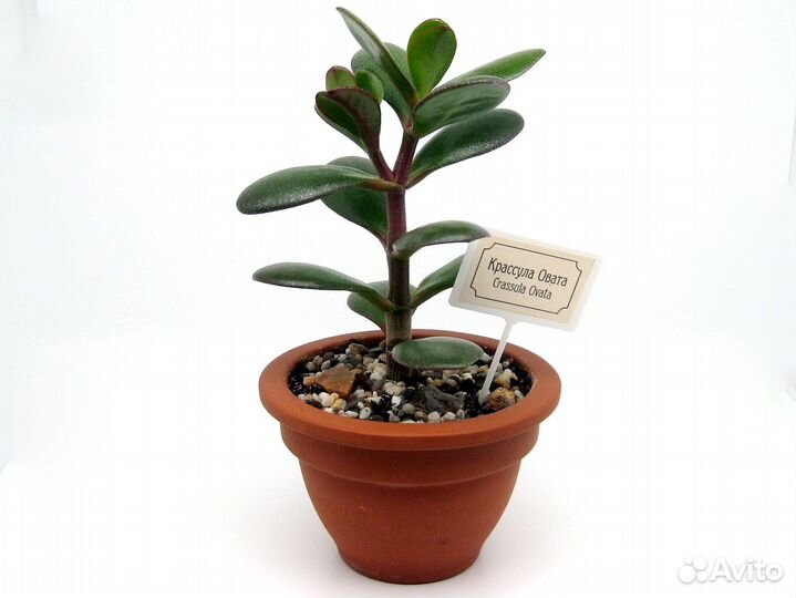 14 см Крассула Овата. Денежное дерево. Суккулент