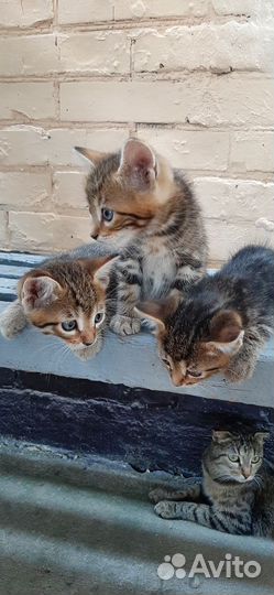Котята в добрые руки