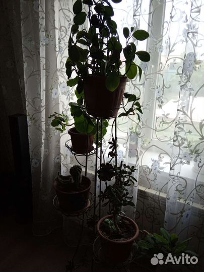 Цветы комнатные