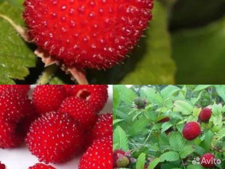 Малина ремонтантная, розолистная тибетская малина