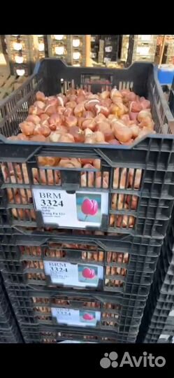 Луковицы тюльпанов