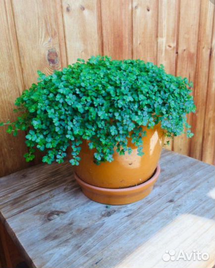 Солейролия