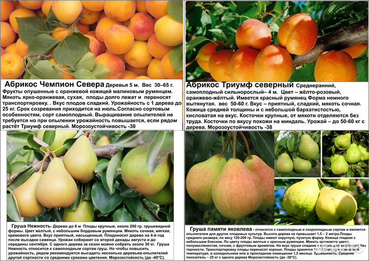Абрикос, груши, сливы, декоративные яблони