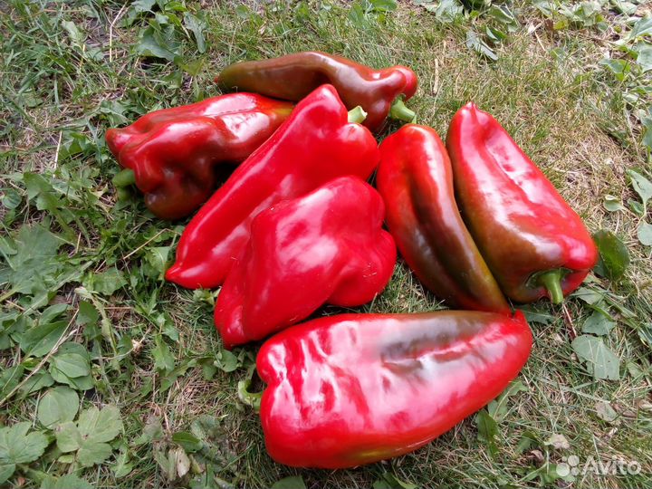 Семена сладкого Перца Бабушкина Реликвия