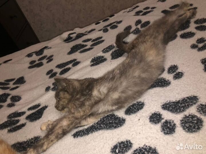 Кошка в дар бесплатно