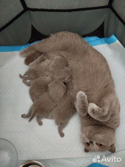 Шотландские котята