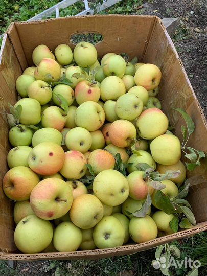 Яблоки Рутульские