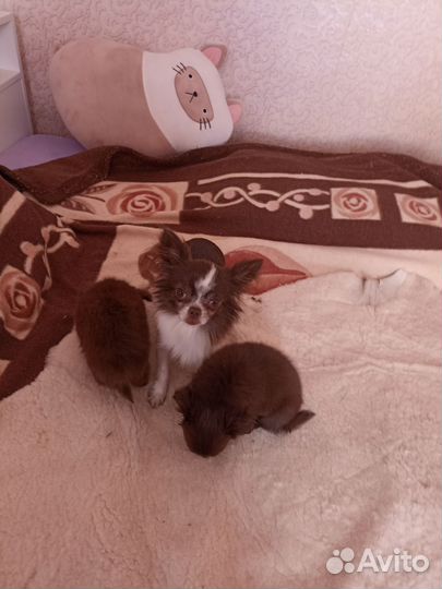 Щенки чихуахуа