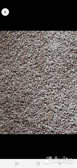 Пшеница,ячмень