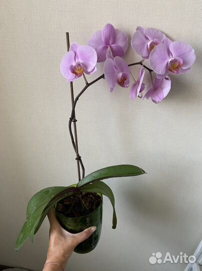 Орхидея фаленопсис