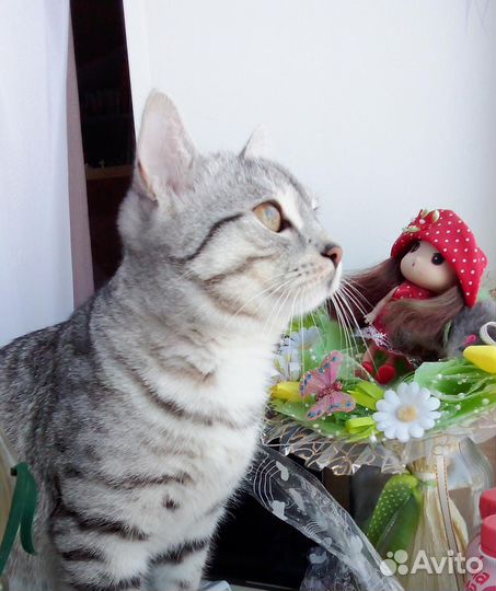 Британский кот