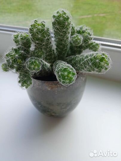 Декабрист шлюмбергера