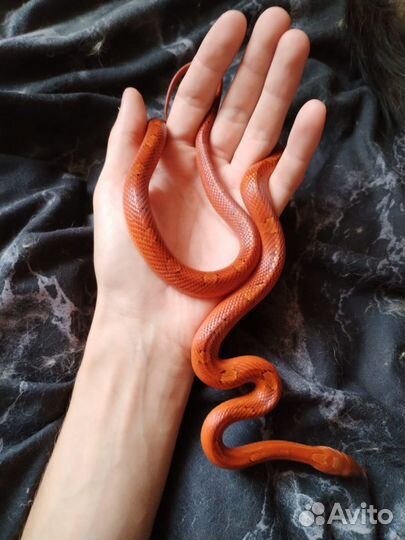 Маисовый полоз Bloodred