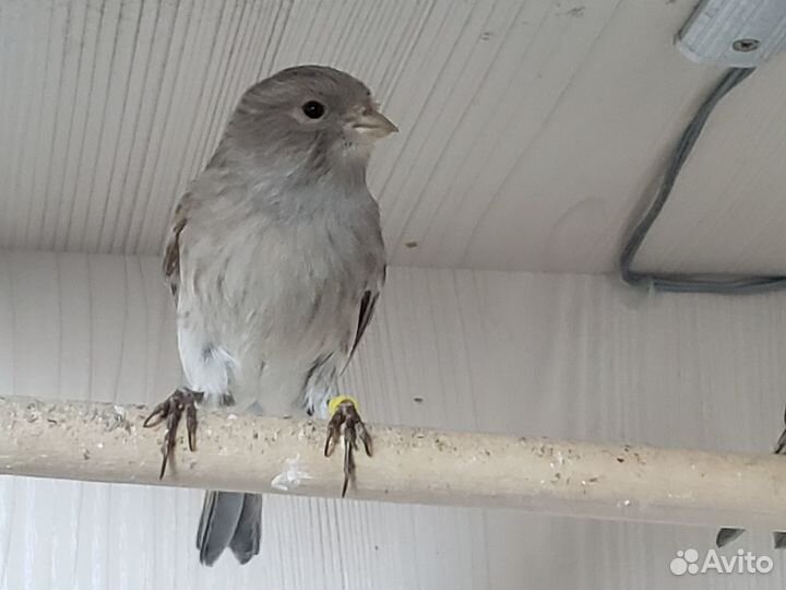 Кенора и канарейки