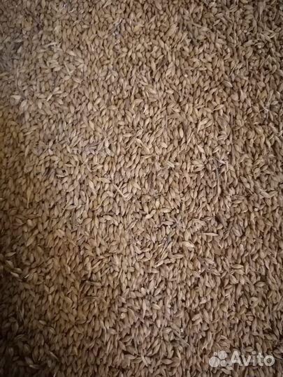 Продаётся зерно