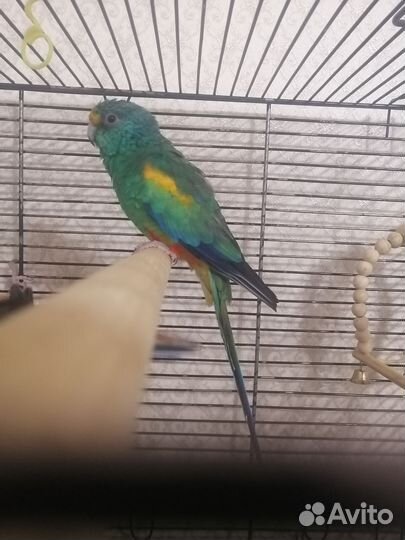 Попугай розелла