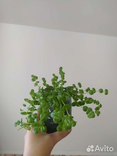 Крассула маргиналис окаймленная