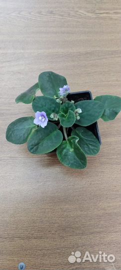 Фиалка цветущая растение комнатное