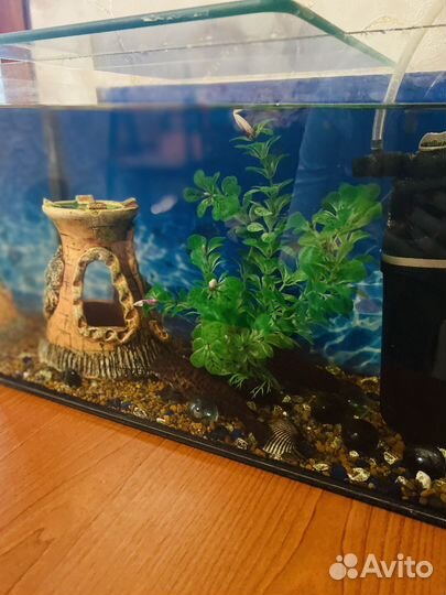 Аквариум с рыбками