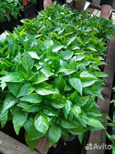 Рассада овощей