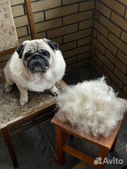 Груминг собак. Экспресс линька