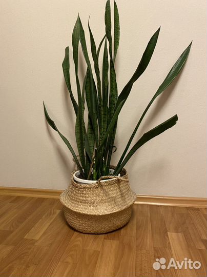 Сансевиерия