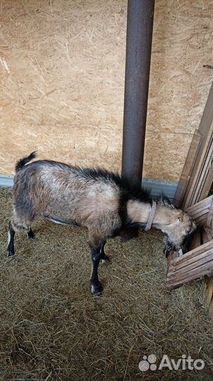 Козел Ломанча