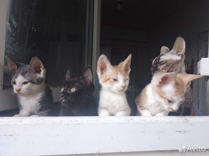 Котята (полукровки сфинкса) отдам