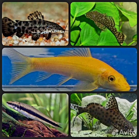 Аквариумные рыбки