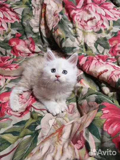 Котята Мейн Кун