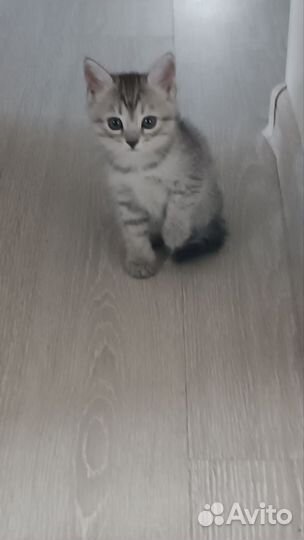 Кошки в добрые руки