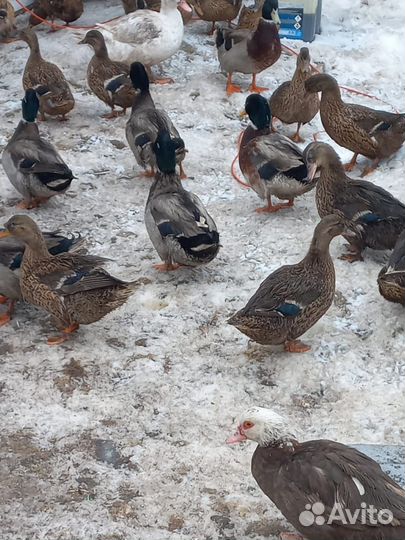 Подсадные утки