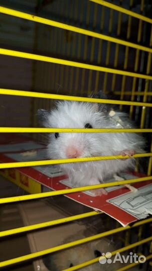 Сирийский хомяк