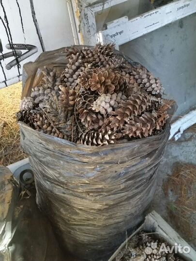 Шишки сосновые.еловые