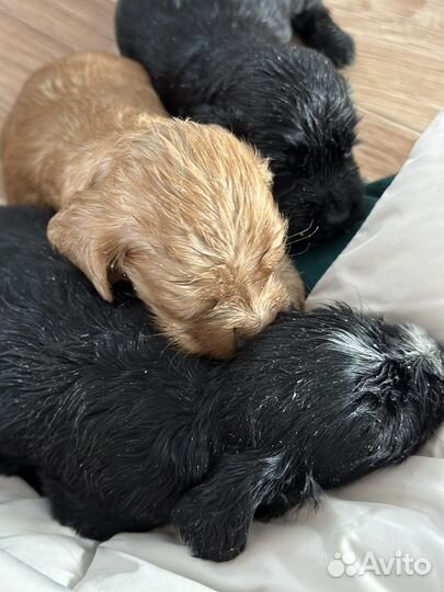 Вязка английский кокер спаниель