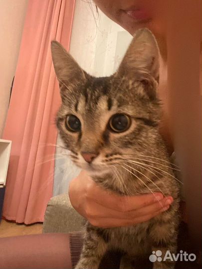 Ласковая кошечка-подросток ищет родителей