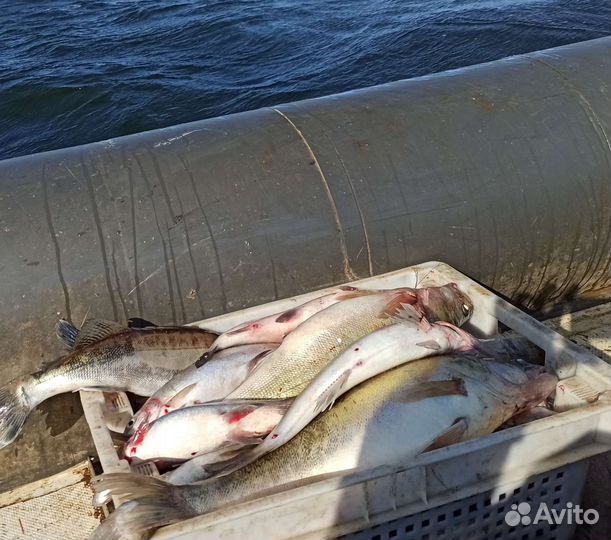 Судак свежий