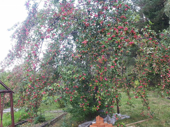 Участок 6,2 сот. (СНТ, ДНП)