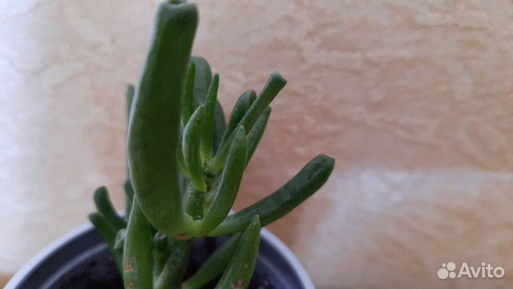 Цветок Оленьи рожки