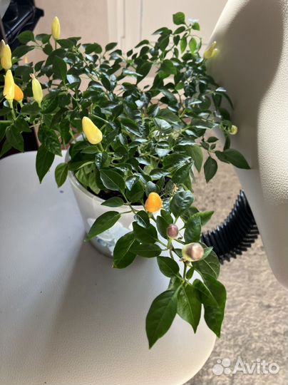 Острый перчик