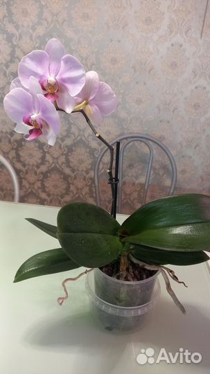Орхидея фаленопсис