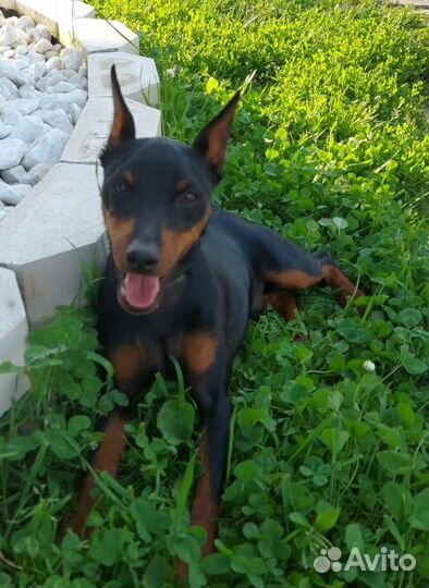 Кобелёк для вязки