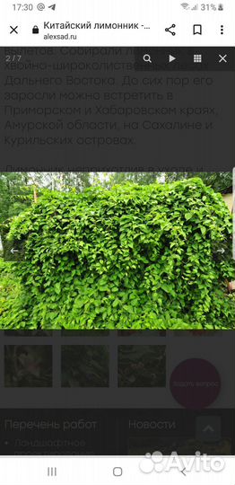 Лимонник китайский