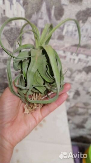 Тилландсия уснеевидная