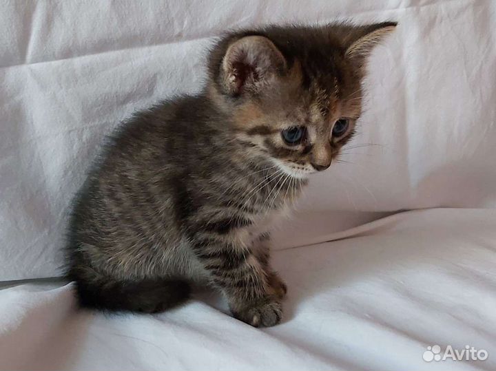 Кошки-шпротинки в добрые руки