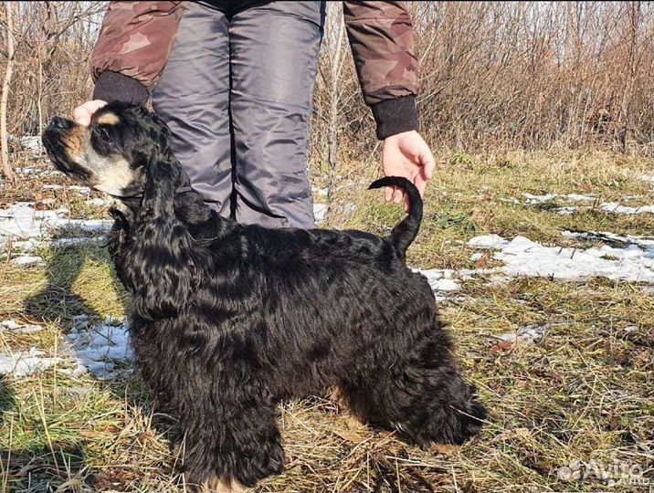 Американский кокер спаниель